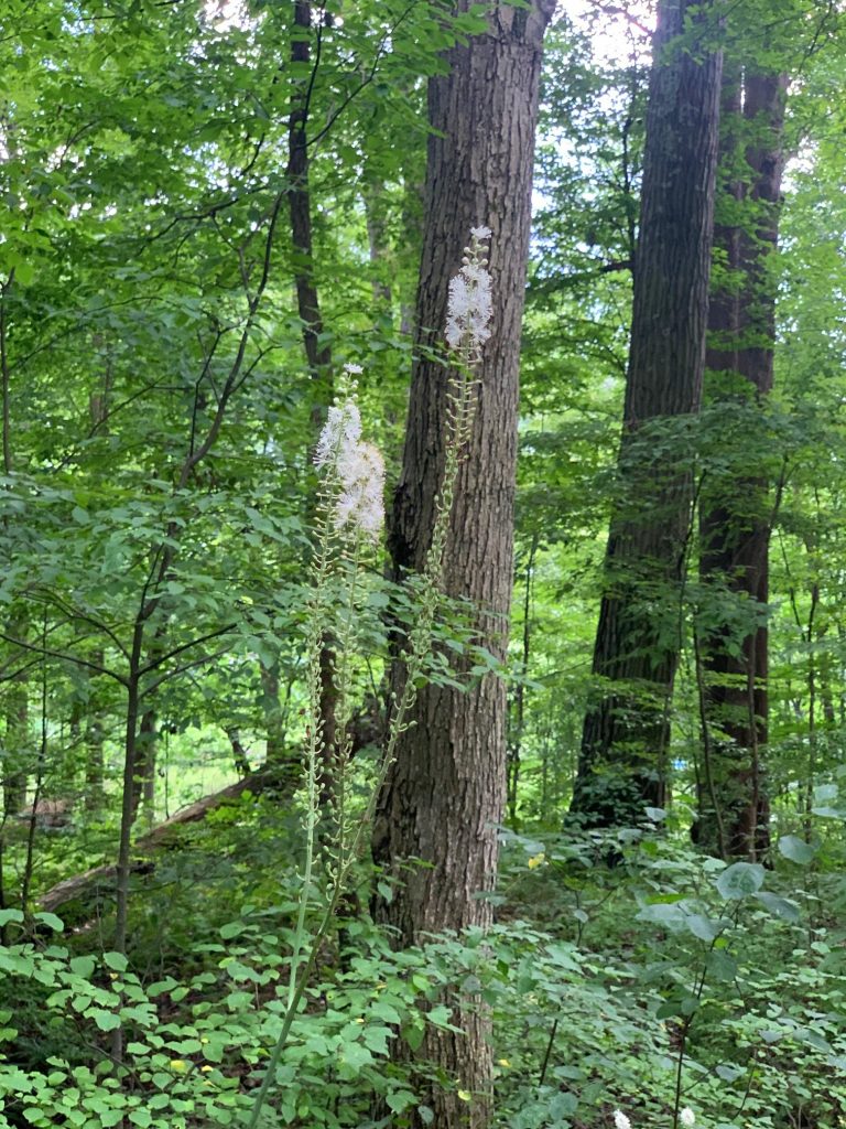 black cohosh in moraine state park