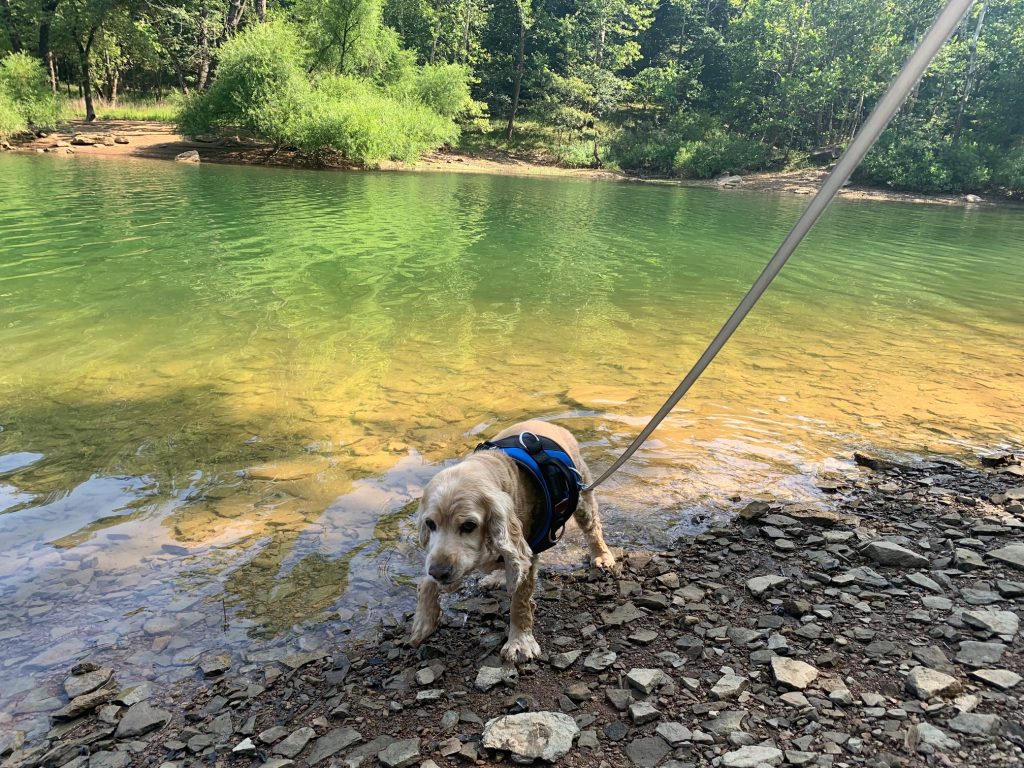 franklin in tygart lake