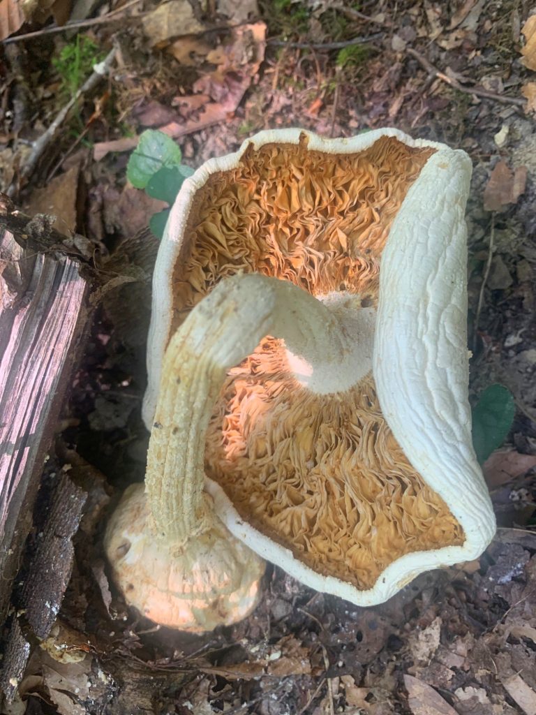 upside down gills mushrooms tygart lake park