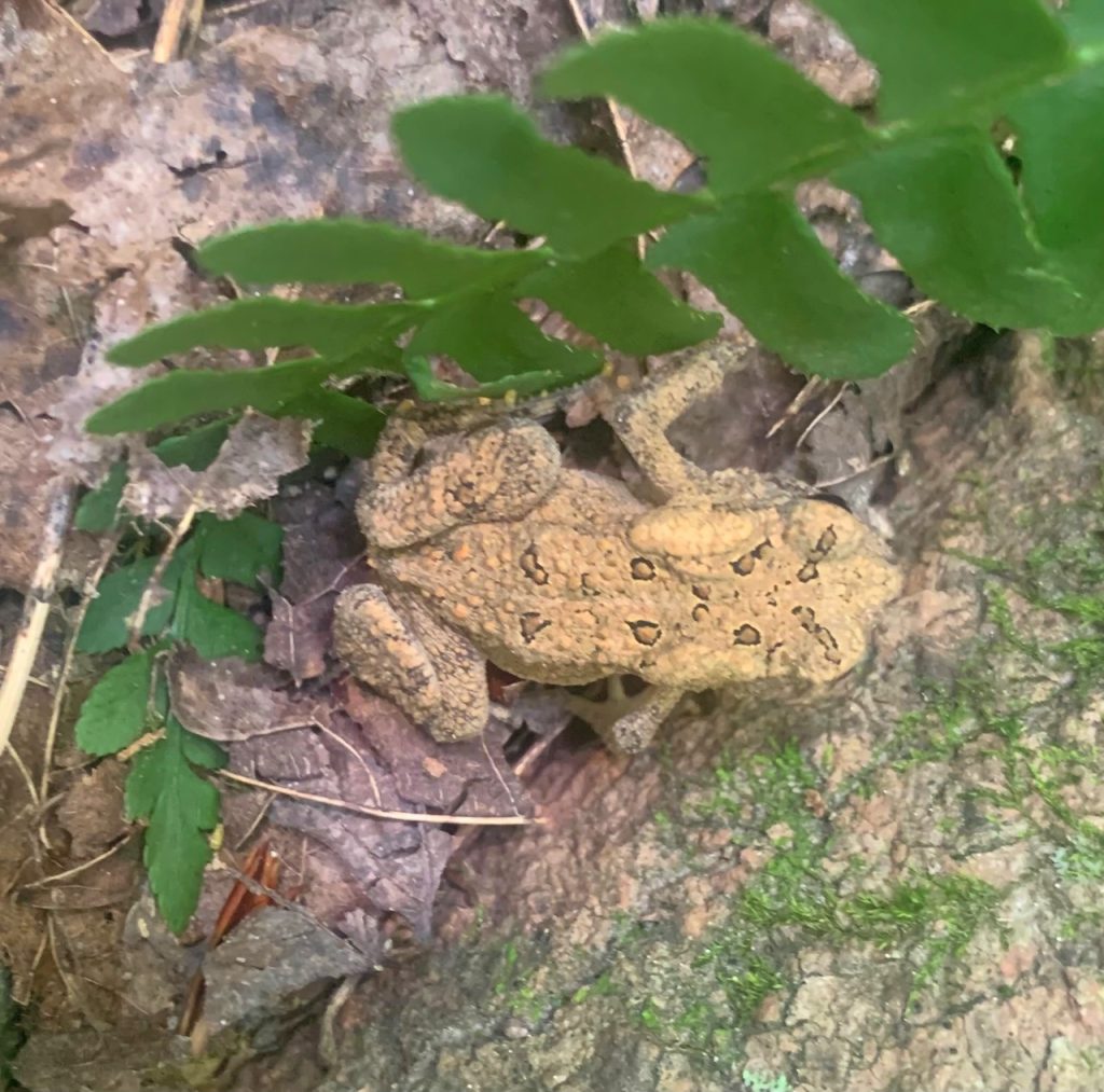 tygart lake state park toad