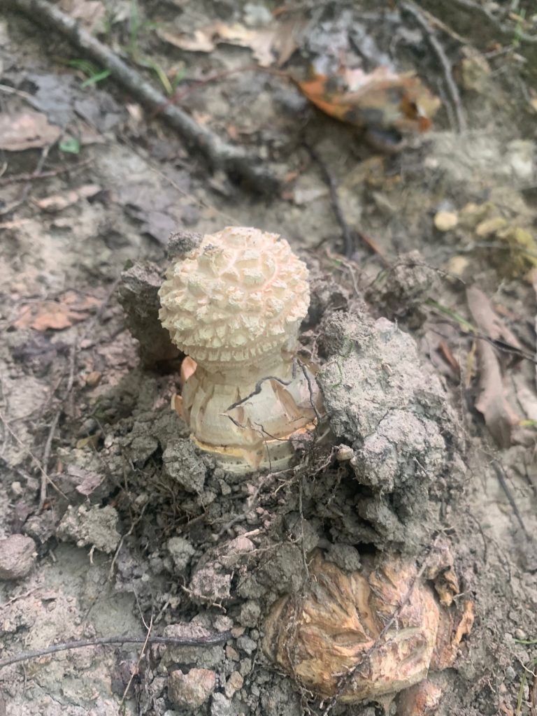 nubby white mushrooms tygart lake park