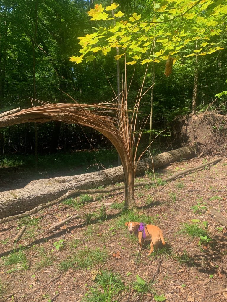 ridge trail at tygart lake state park