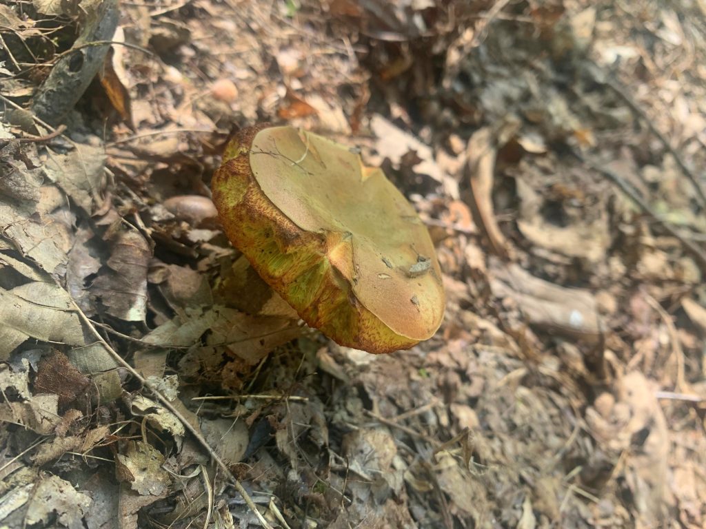 dark yellow mushrooms tygart lake park