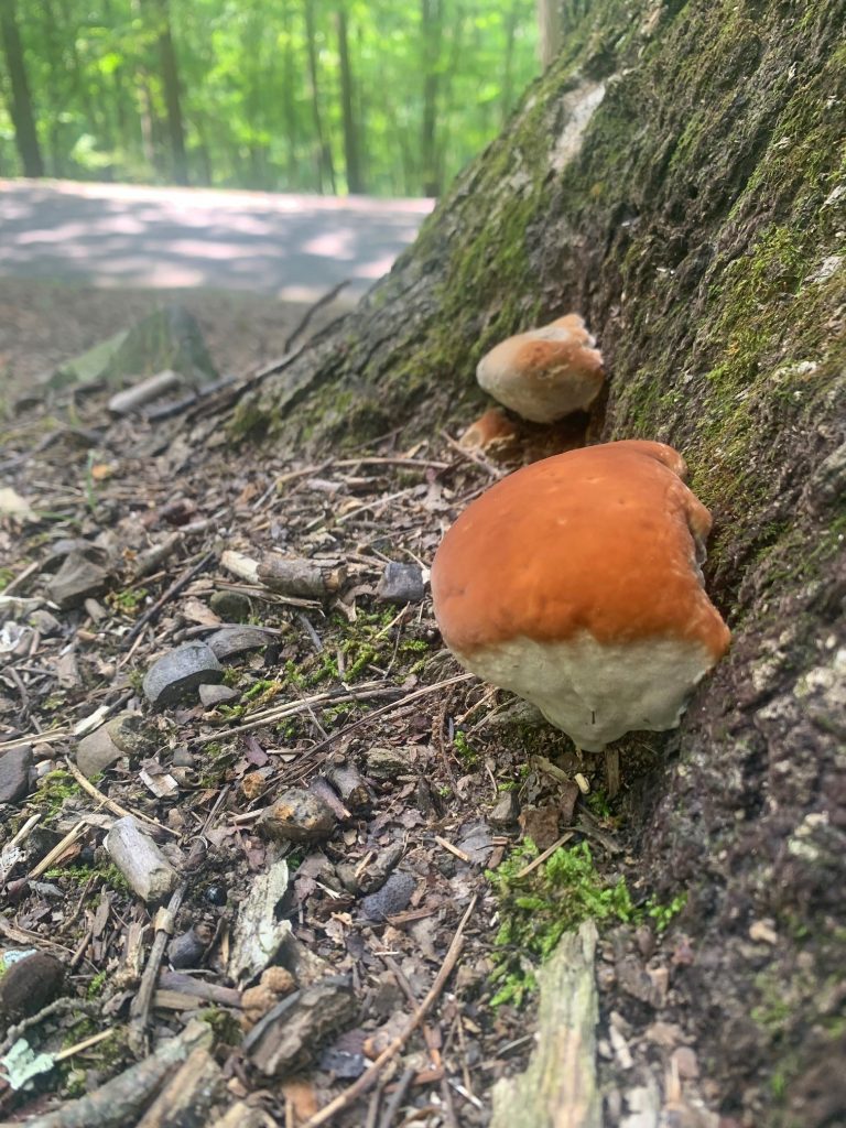 fat shelf mushrooms tygart lake park