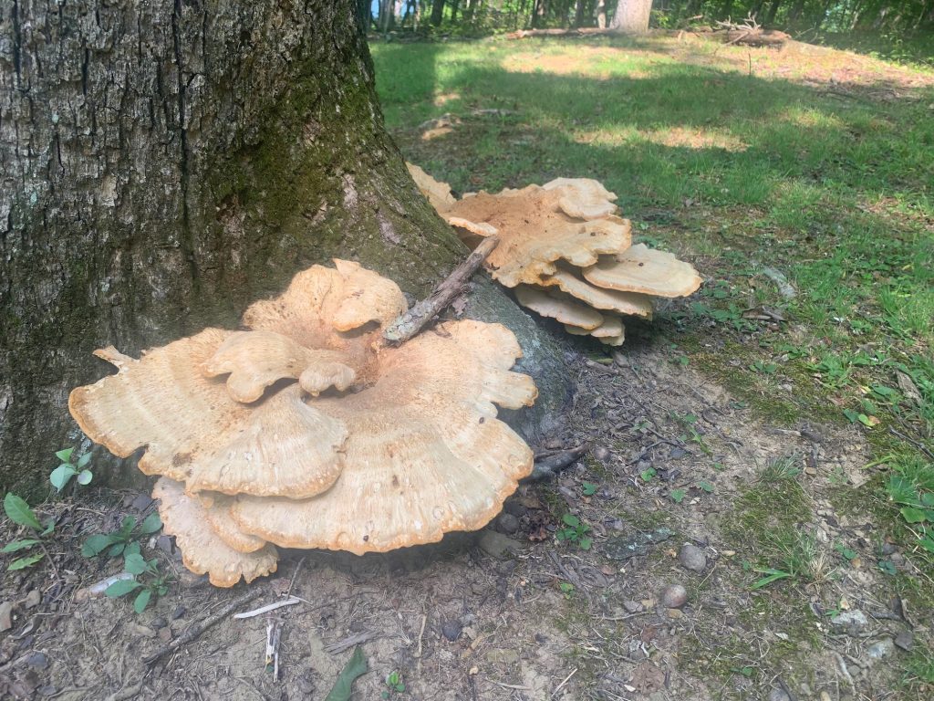 shelf mushrooms tygart lake park