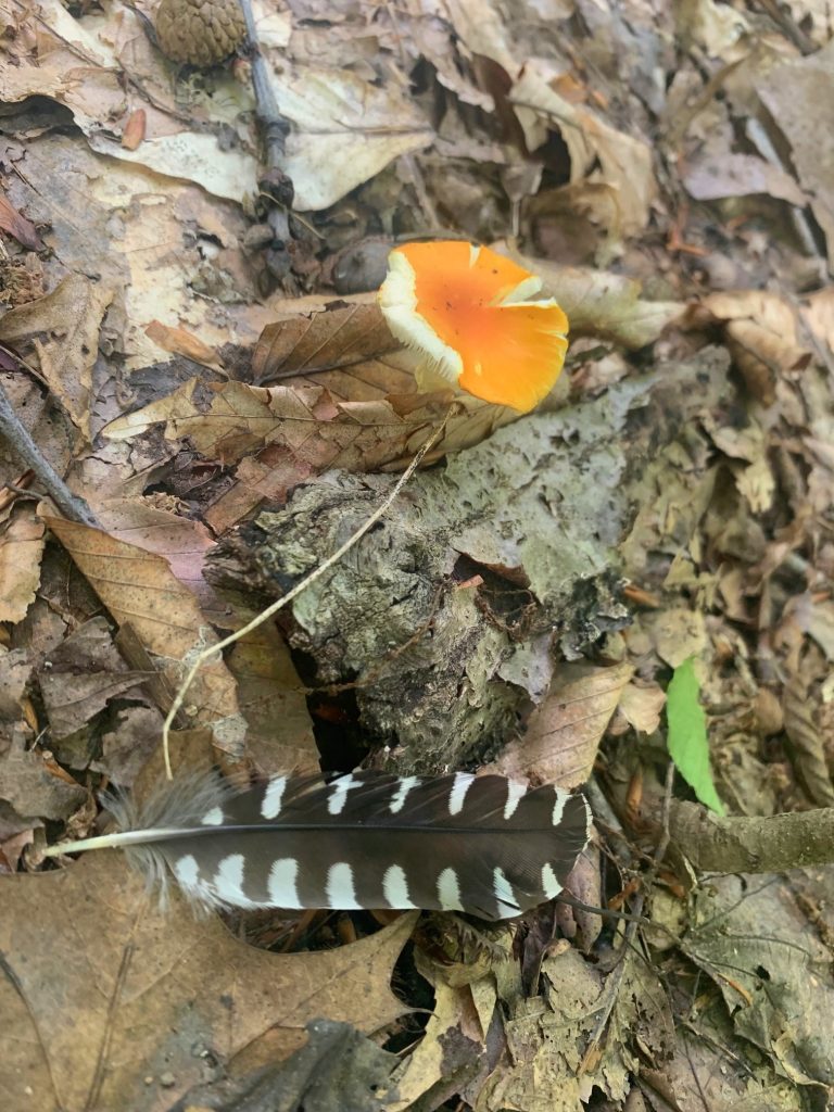 mushroom and feather tygart lake state park