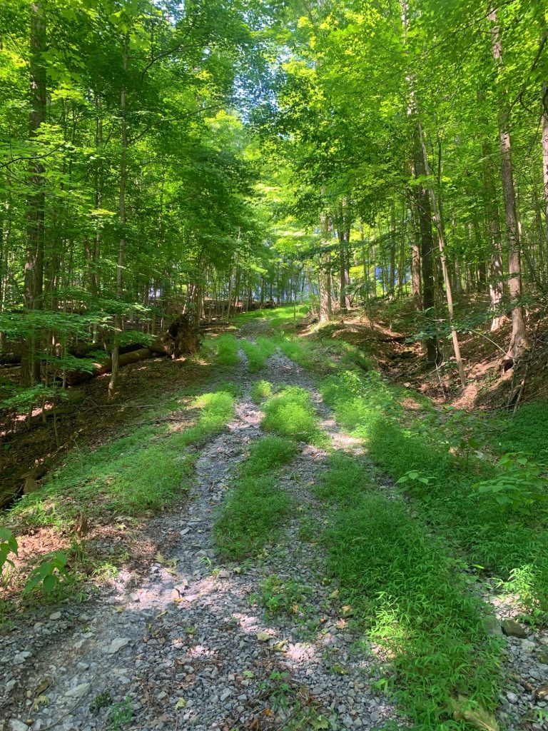 dogwood trail uphill at tygart lake state park