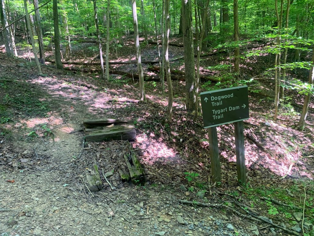 dogwood trail sign 2 at tygart lake state park