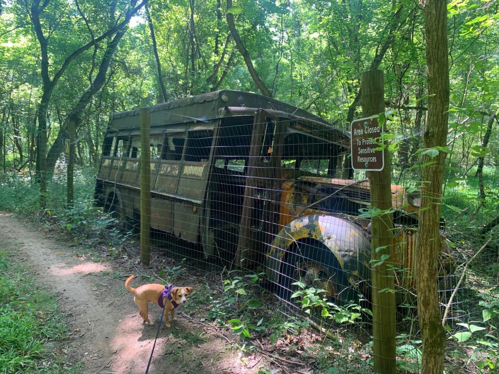 hazel on the school bus loop at tygart state park