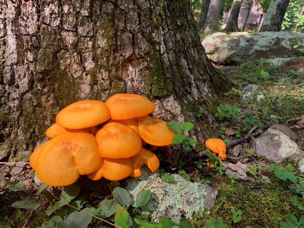 cacapon state park orange mushrooms large group