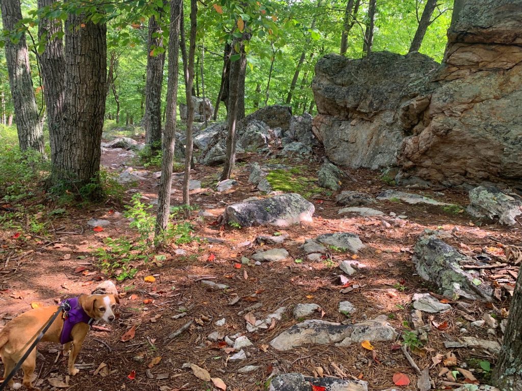laural trail at cacapon state park rock formations with hazel