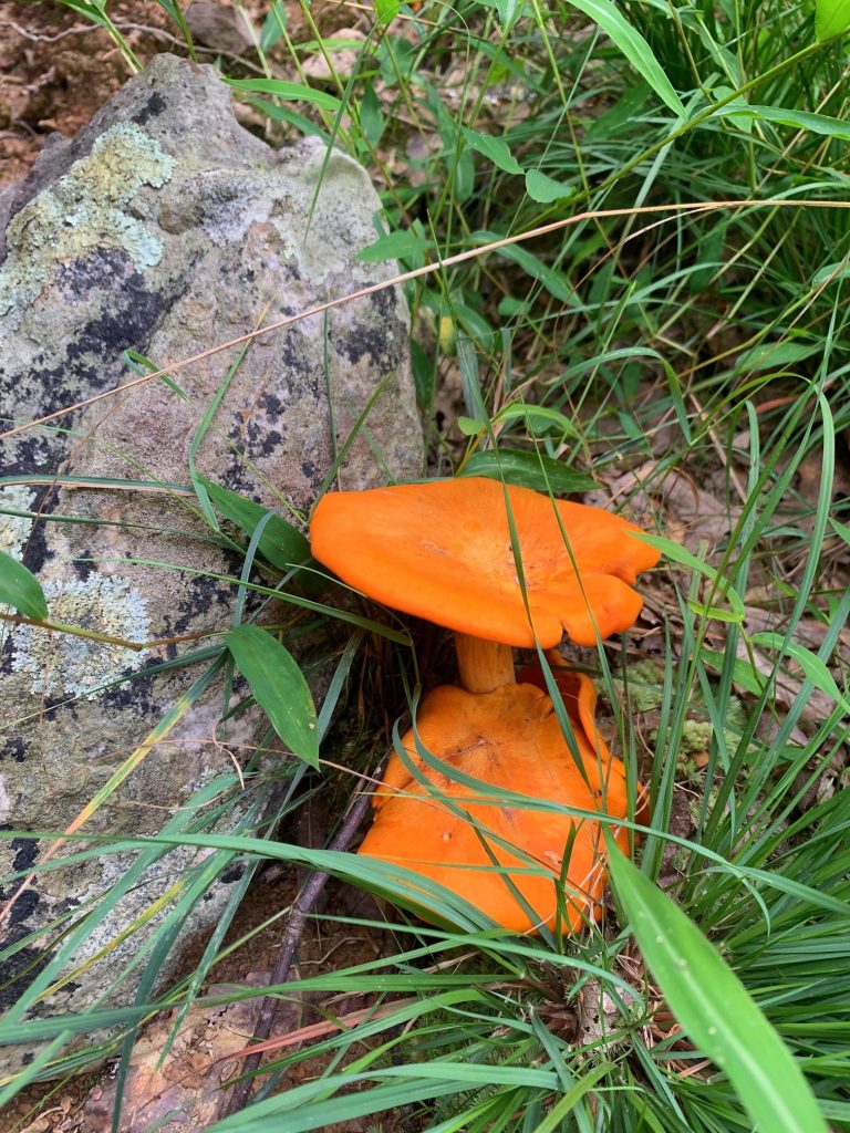 cacapon state park orange mushrooms small group