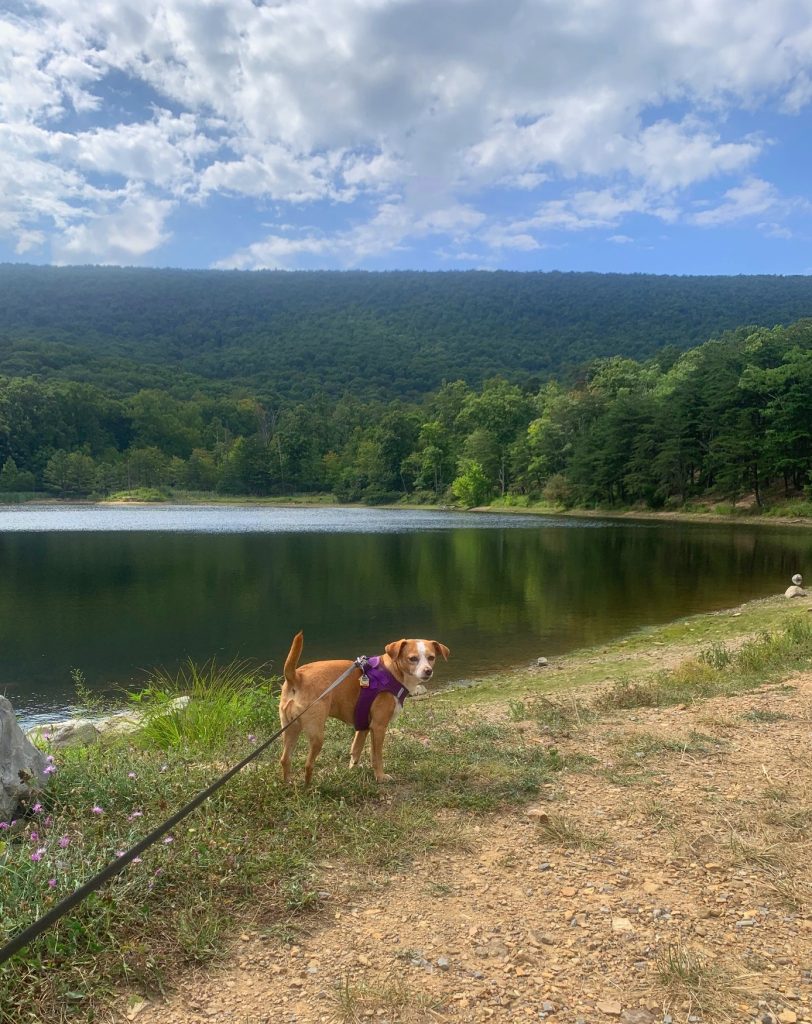 cacapon state park lake near cabins