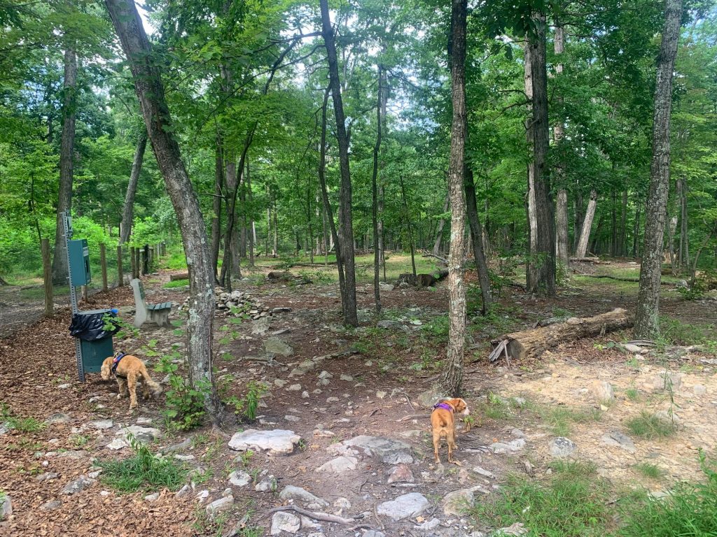 bark park at cacapon state park 2