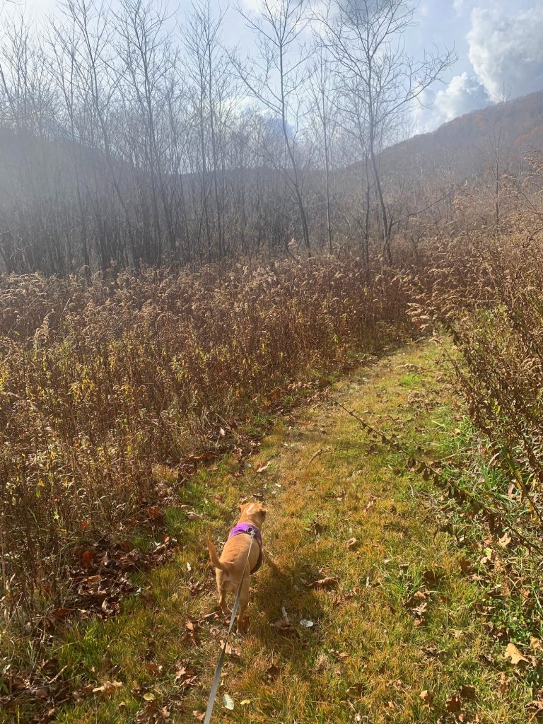 hazel on bluebird trail in sang run state park