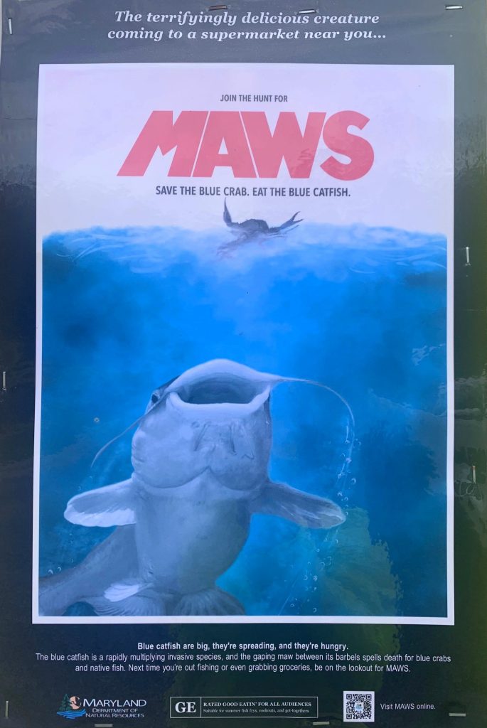 maws sign sang run youghiogheny put in