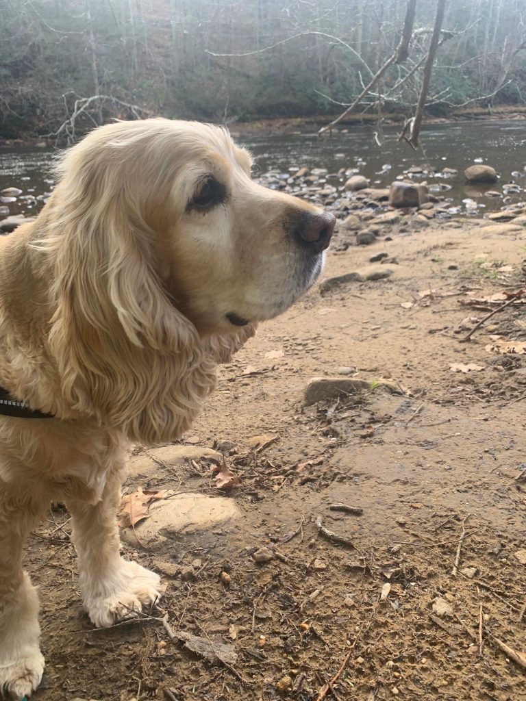 franklin at youghiogheny put in at sang run state park