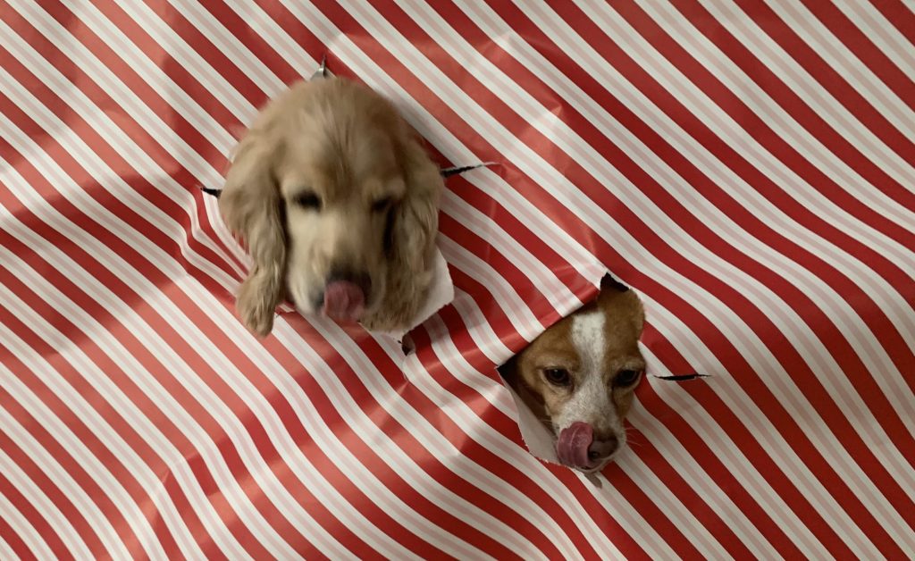 franklin and hazel happy holidays!