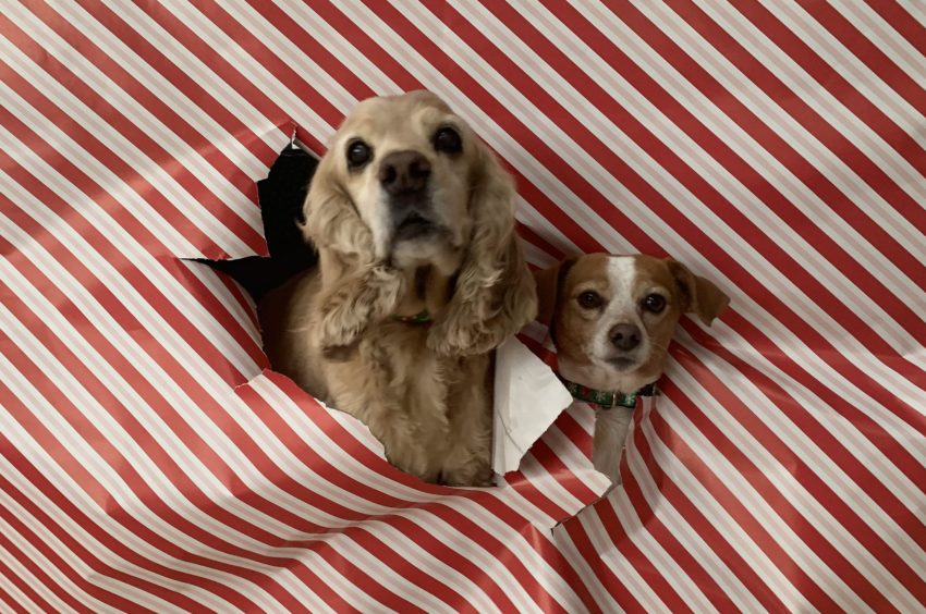 franklin and hazel in wrapping paper