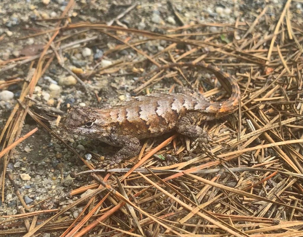 eastern fence lizard at cape henlopen state park