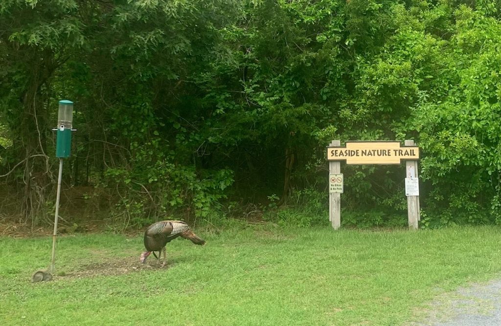 nature center visitors at cape henlopen