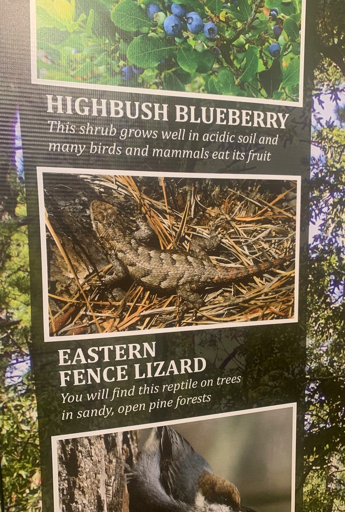 eastern fence lizard identification signage