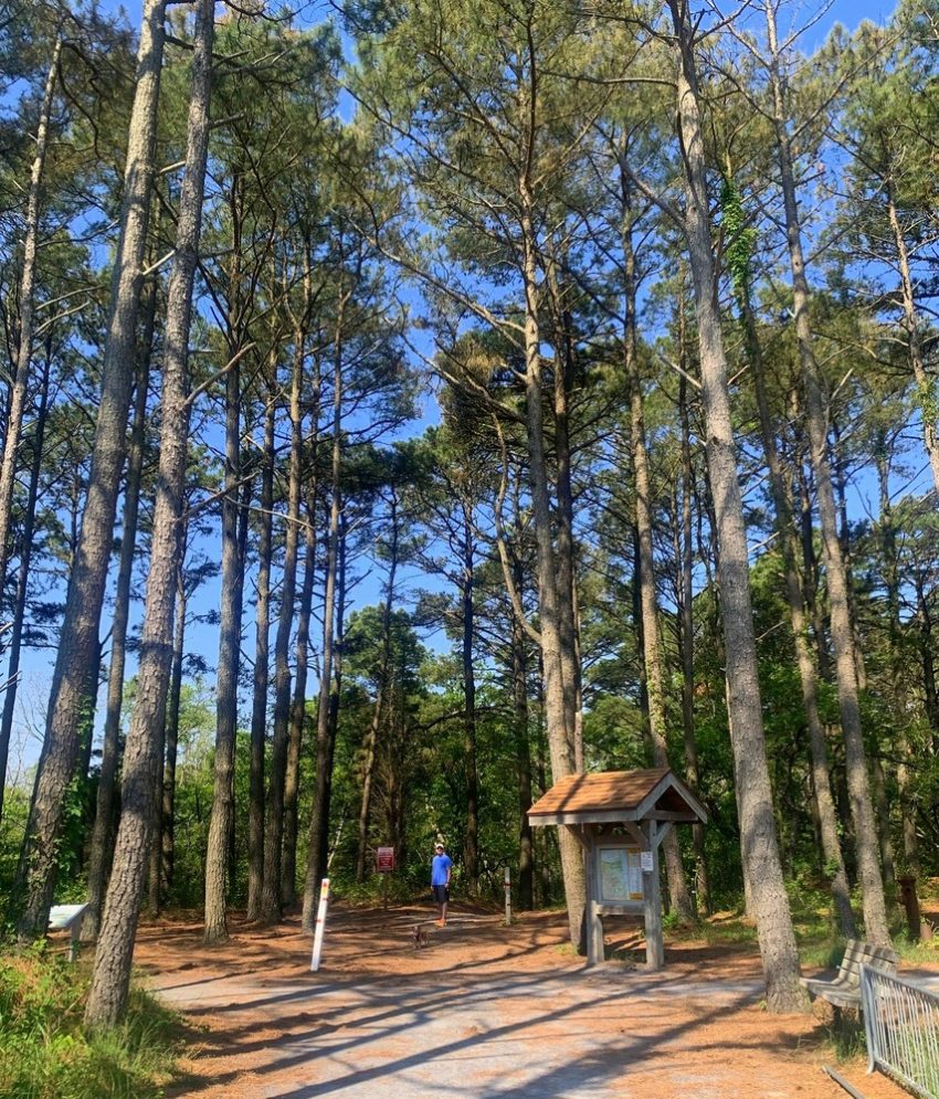 cape henlopen state park trail walk with hazel