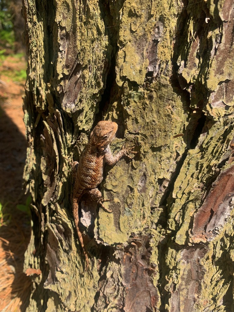 eastern fence lizard part deux