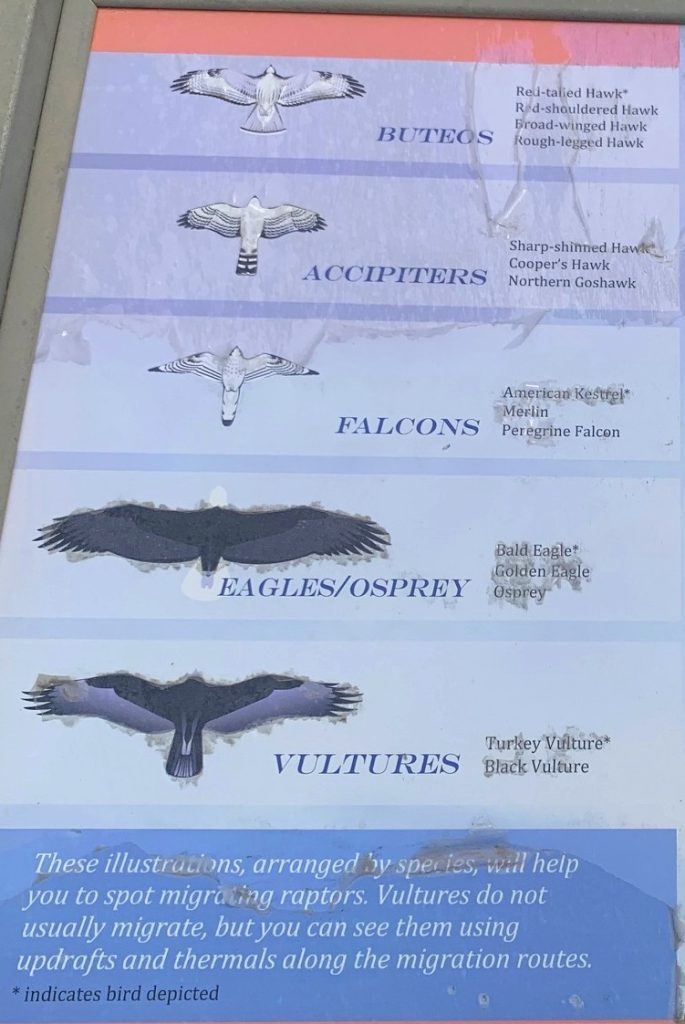 hawk watch bird display
