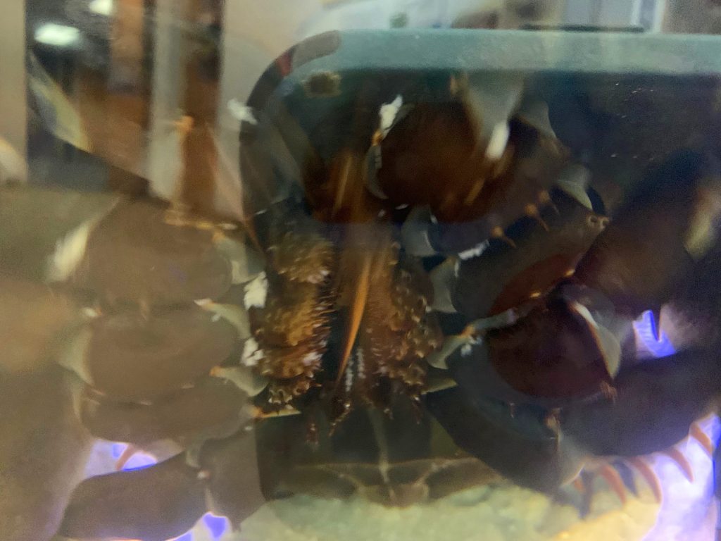 horseshoe crab - underneath