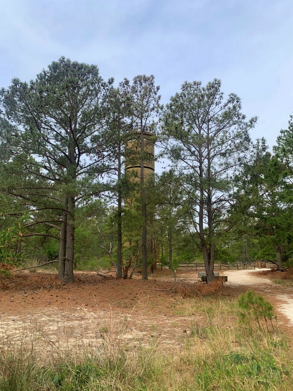 lookout tower in cape henlopen state park