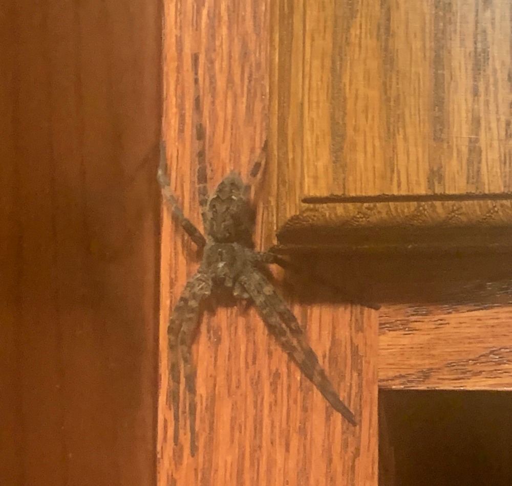 fishing spider at lost river state park wv cabin