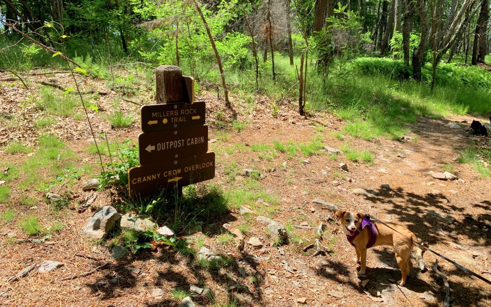 hazel on her way to cranny crow lookout at lost river state park in wv