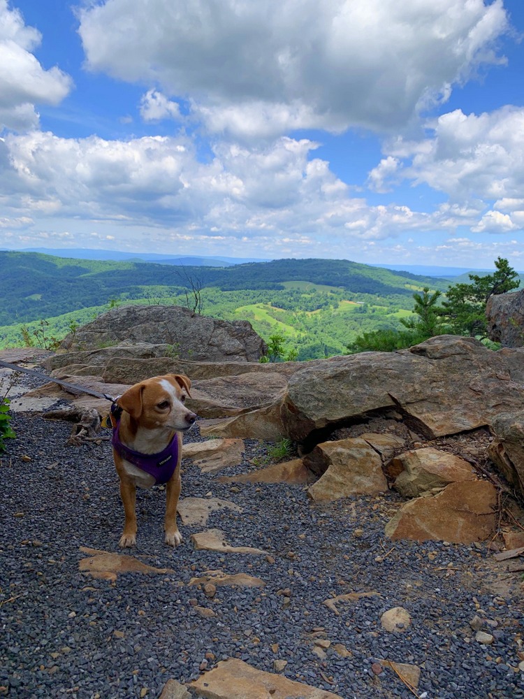 hazel at cranny crow overlook at lost river state park