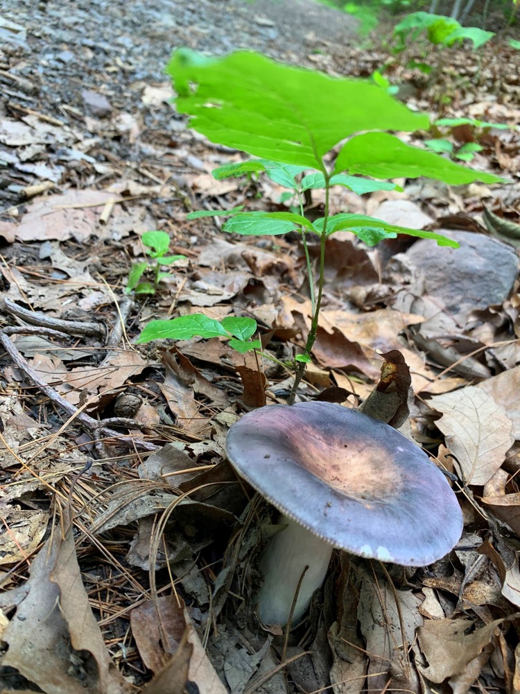 lost river state park wv mushroom