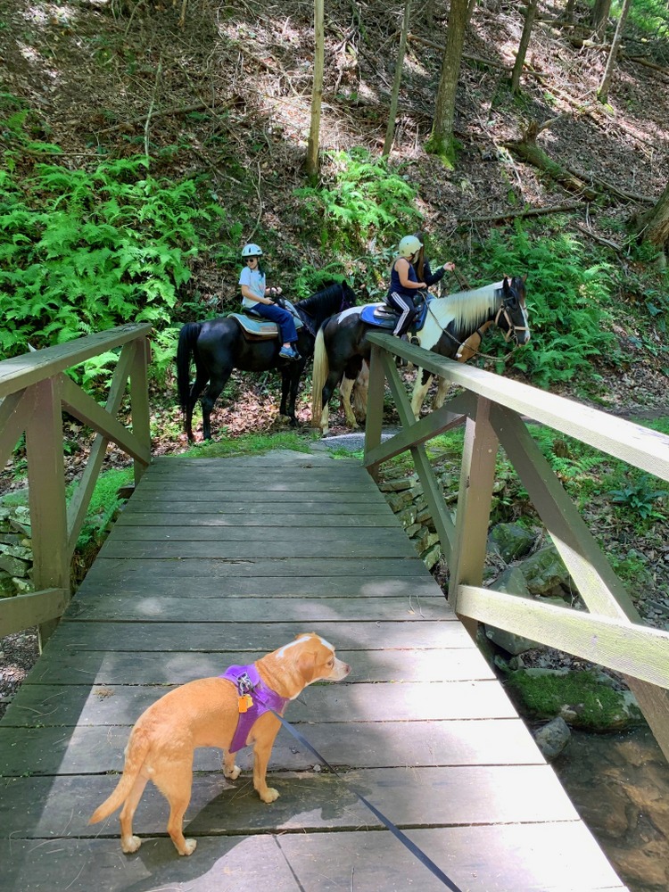hazel and the horses at lost river state park wv