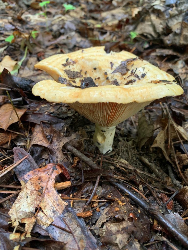 yellow umbrella-like mushroom at burr oak state park