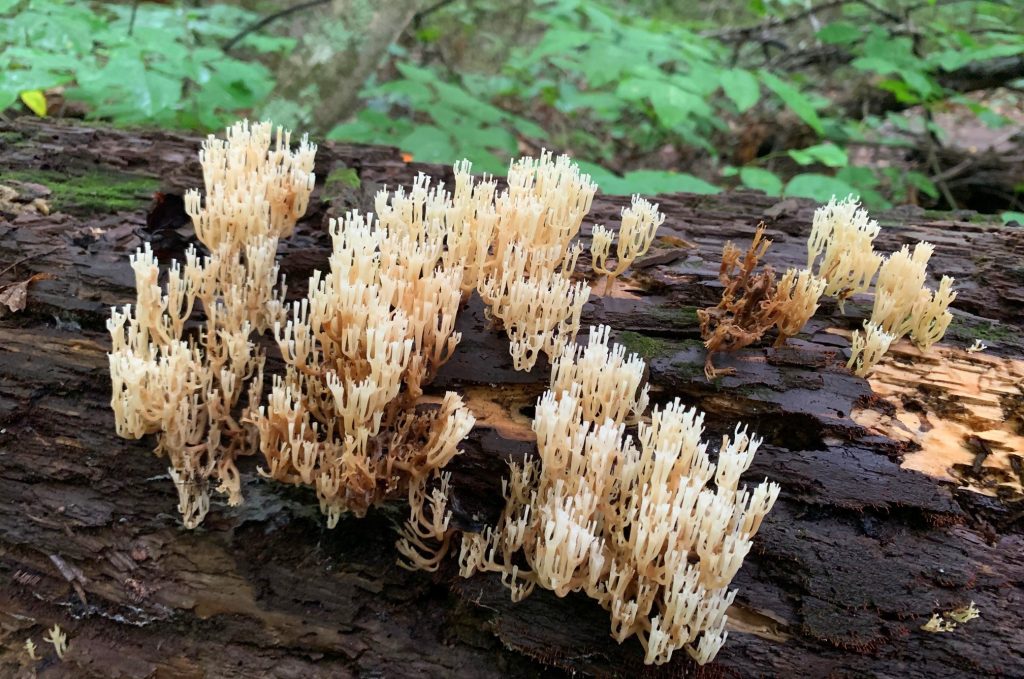 coral mushrooms at burr oak state park