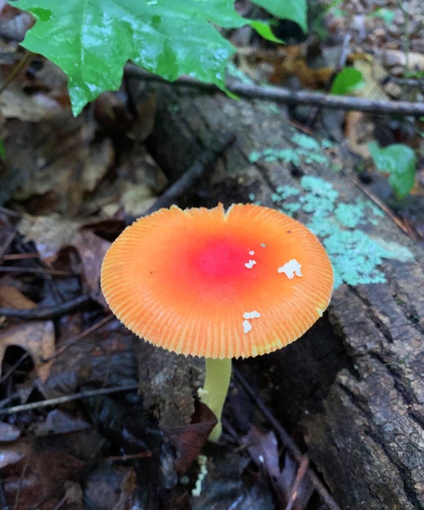 red mushoom at burr oak state park