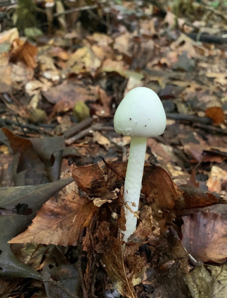 skinny white mushroom at burr oak state park