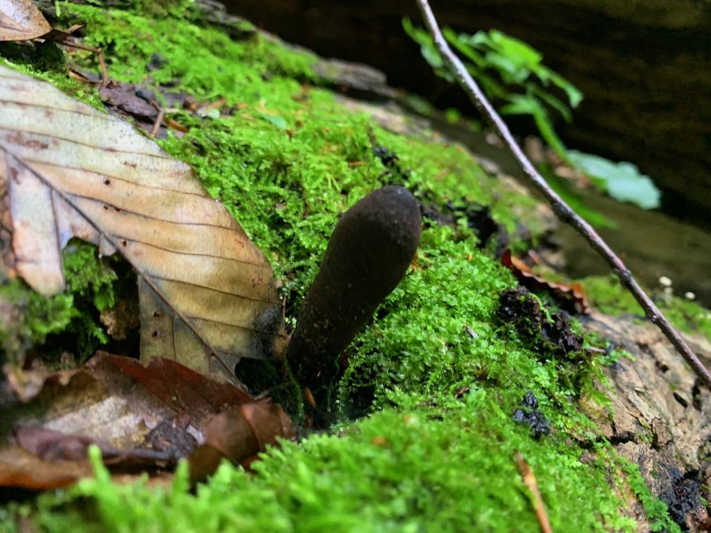 black finger mushroom in burr oak state park