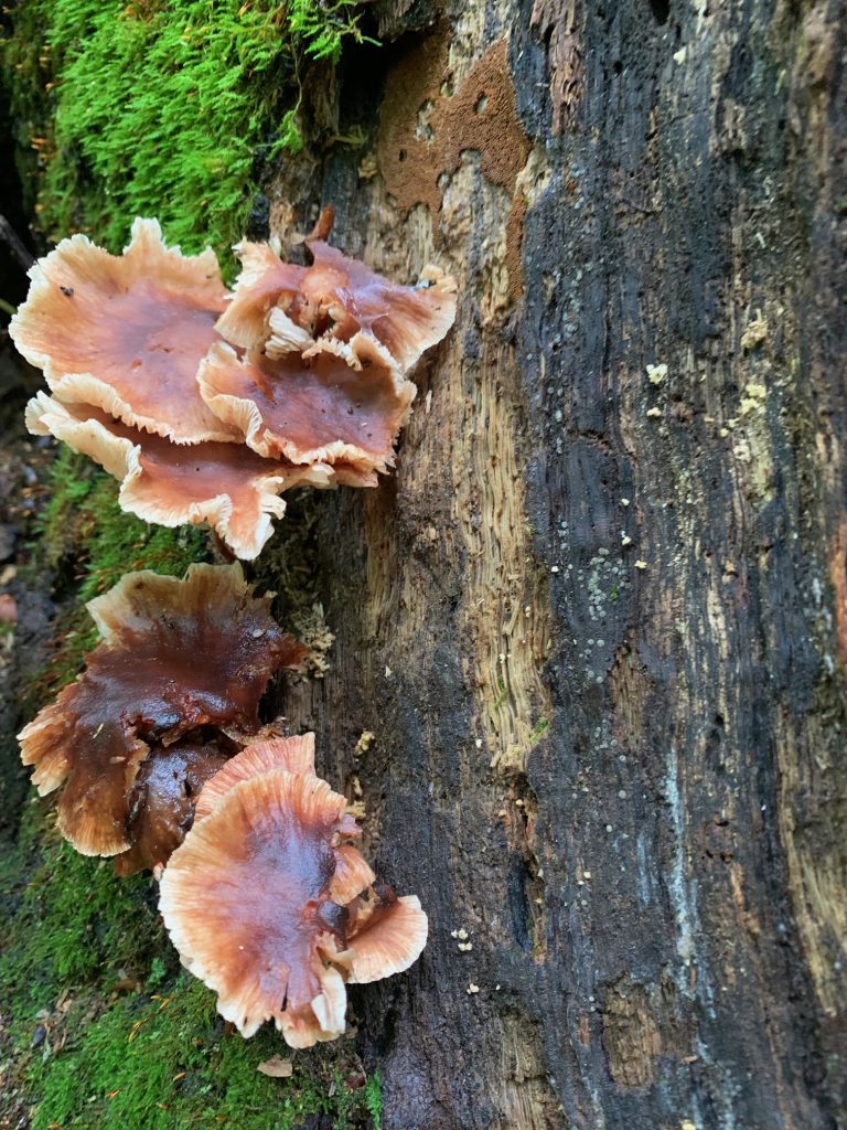 brown potato chip like mushrooms at burr oak state park