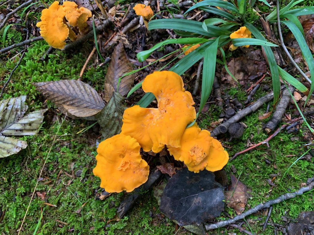orange mushrooms at burr oak state park