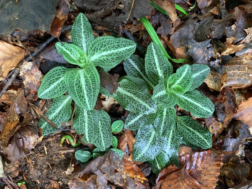 downy rattlesnake plantain at burr oak state park