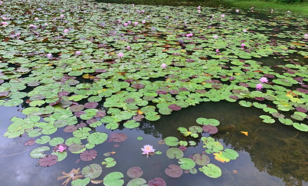 lilypad in lake at burr oak state park