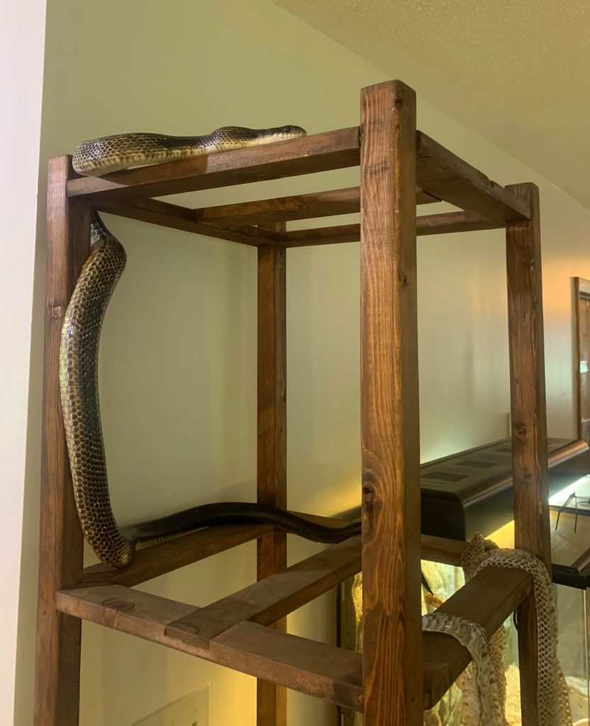tigger the gray ratsnake at burr oak state park nature center on his jungle gym