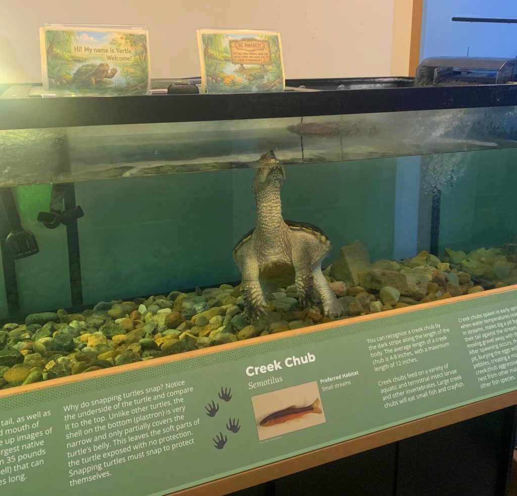 myrtle the turtle at burr oak state park