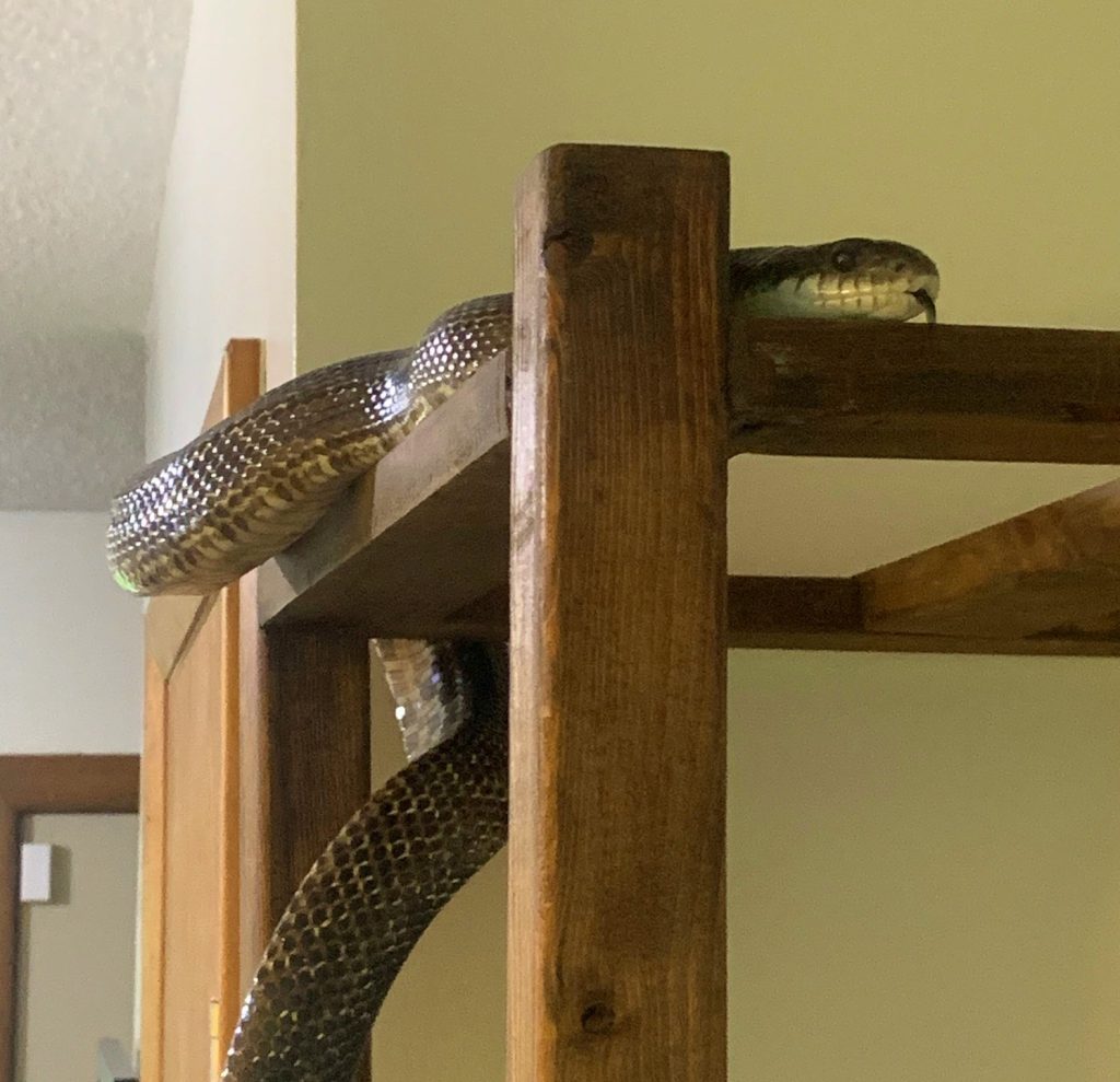 tigger the gray ratsnake close up