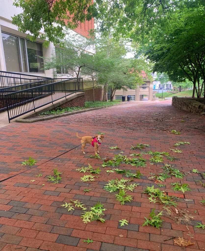hazel in voyager dog harness at ohio university