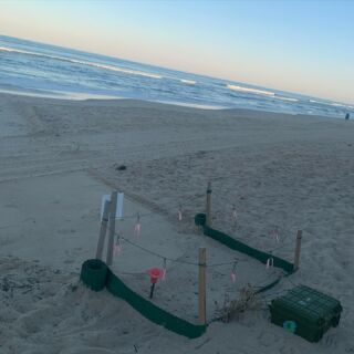 Out in nature in the Outer Banks. 

The turtle nest had hatched Monday, but the turtles hadn’t crawled out yet; butterfly peas at Jockey’s Ridge; blue button (not a jellyfish!) washed up@on the beach; and the fish ruler on Jennettes Pier.

#outerbanks #turltenest #butterflypea #bluebutton #fishruler #jennettespier